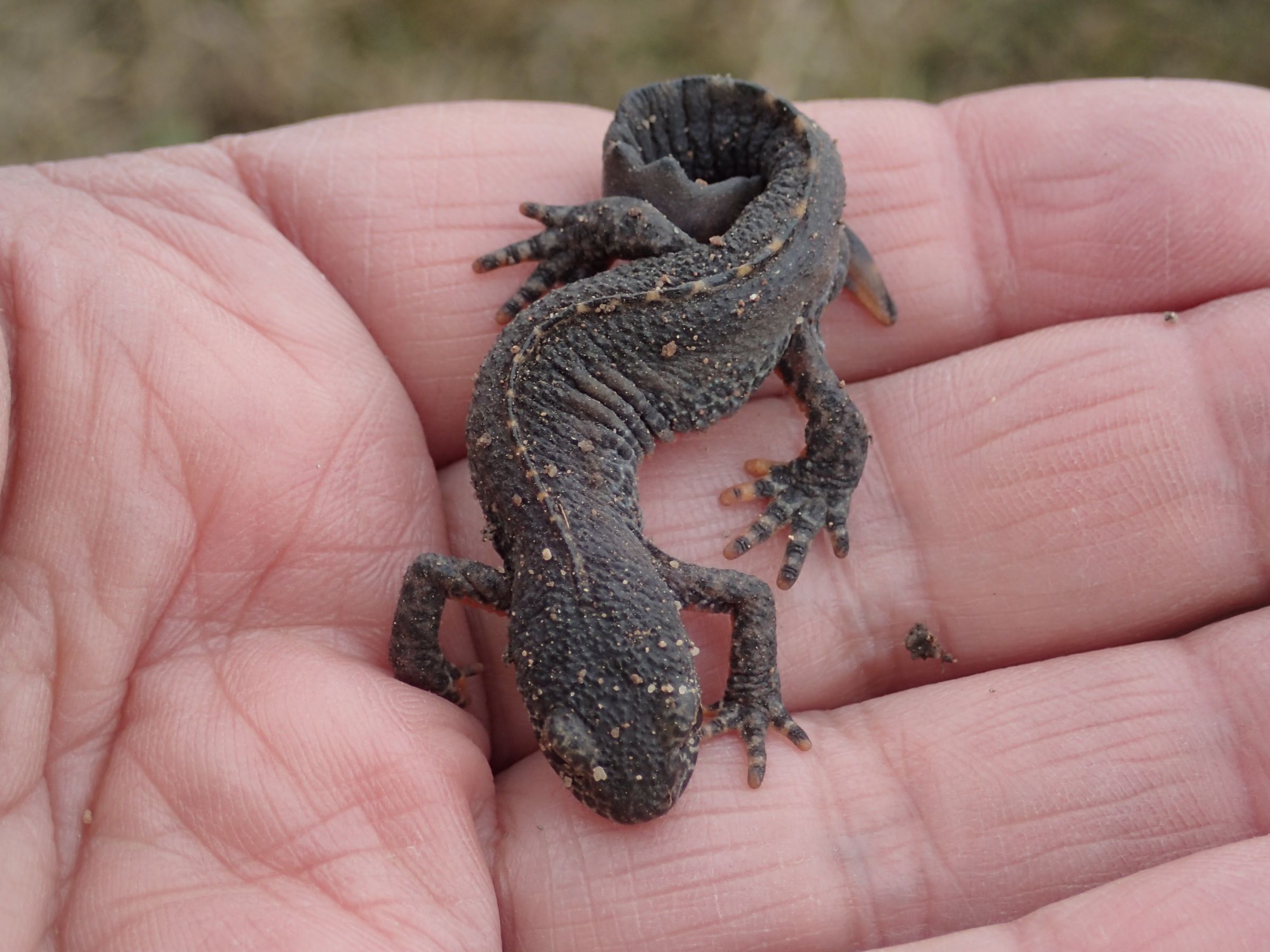 Bergmolch Männchen Unterseite, Foto: Sigrid Baurmann Bergmolch Männchen Unterseite, Foto: Sigrid Baurmann