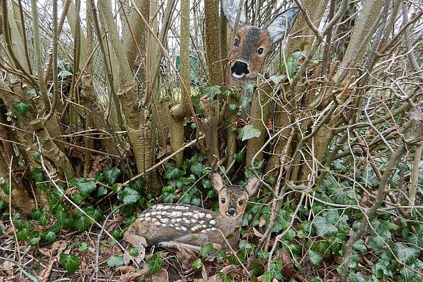 Waldtiere, Foto: Moni Nunn