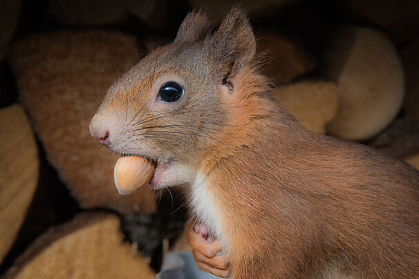 Eichhörnchen, Foto: Kerstin Ellersdorfer