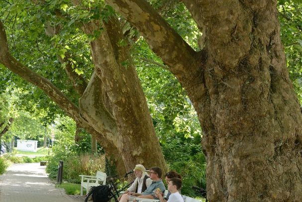 Stadtbäume, Foto; Thomas Stephan