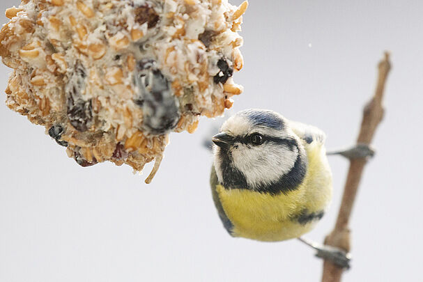 Blaumeise, Foto: Sonja Kreil