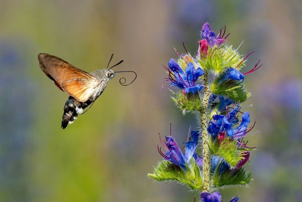Taubenschwänzchen, Foto: Heinrich Inkoferer