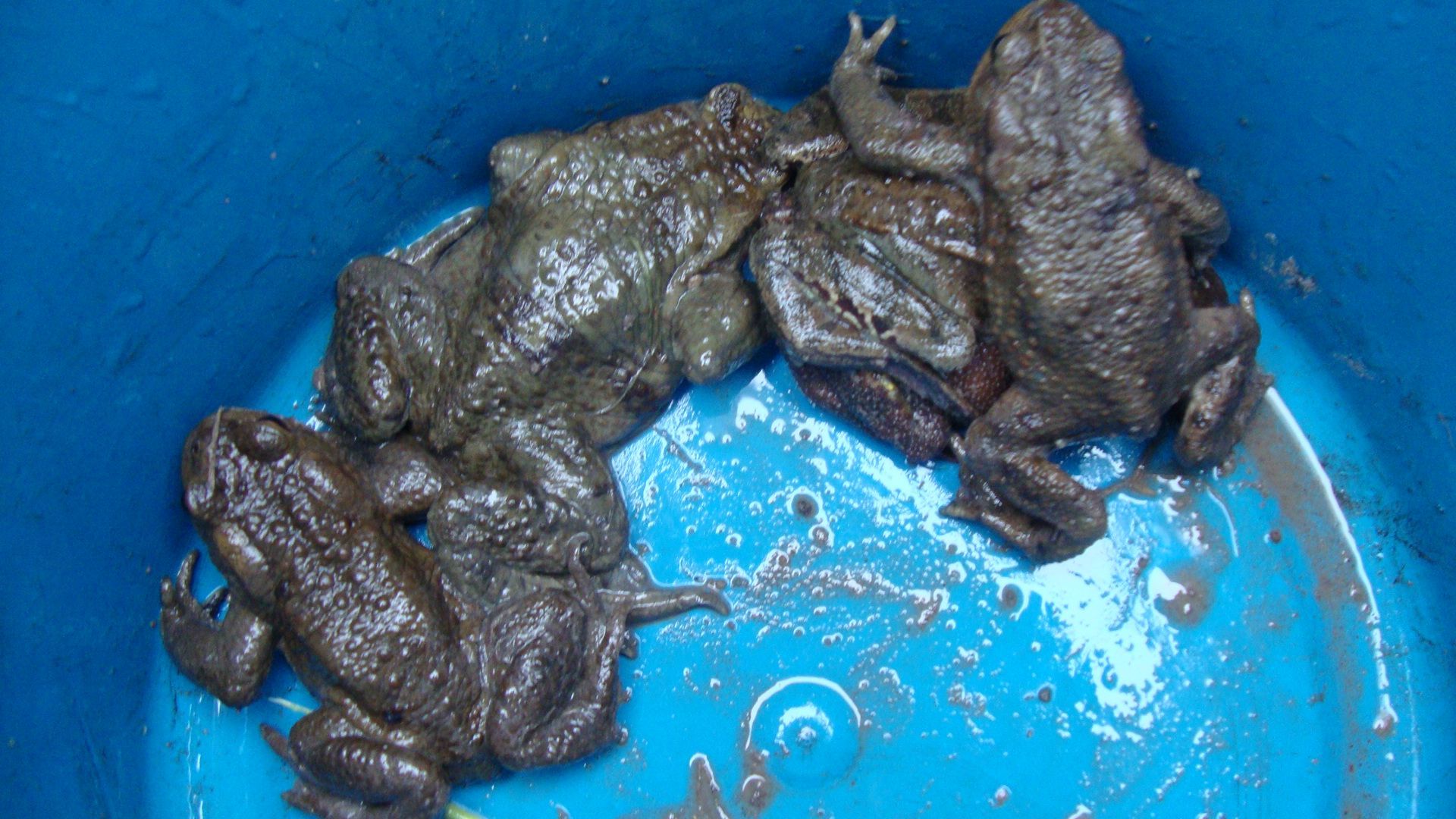 Fangeimer mit Erdkröten und Grasfröschen, Foto: Karin Eigenthaler Fangeimer mit Erdkröten und Grasfröschen, Foto: Karin Eigenthaler