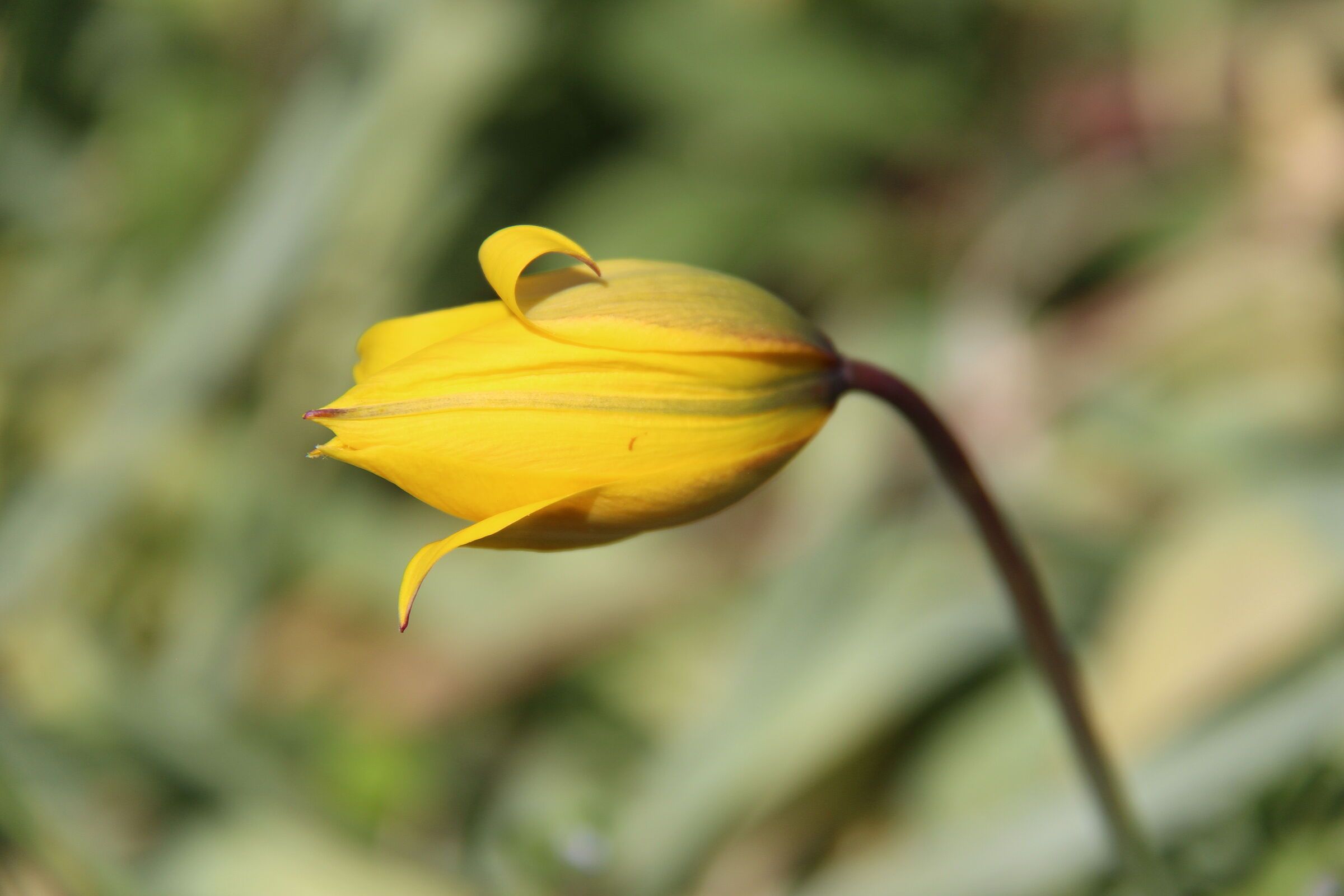 Tulipa sylvestris, Foto: Walla Rohr