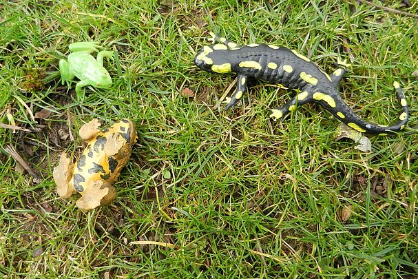 Feuersalamander, Foto: Moni Nunn