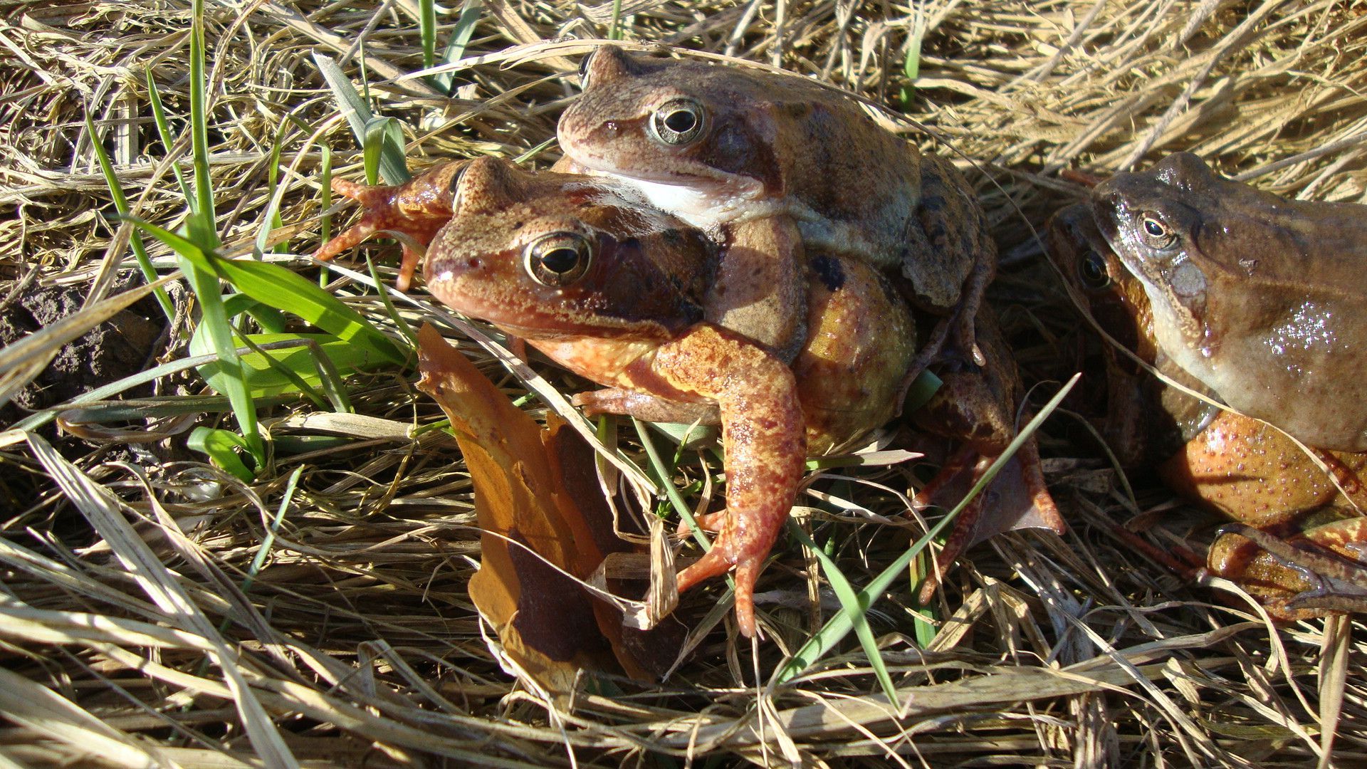 Grasfroschpärchen auf dem Weg zum Laichgewässer, Foto: BN Grasfroschpärchen auf dem Weg zum Laichgewässer, Foto: BN