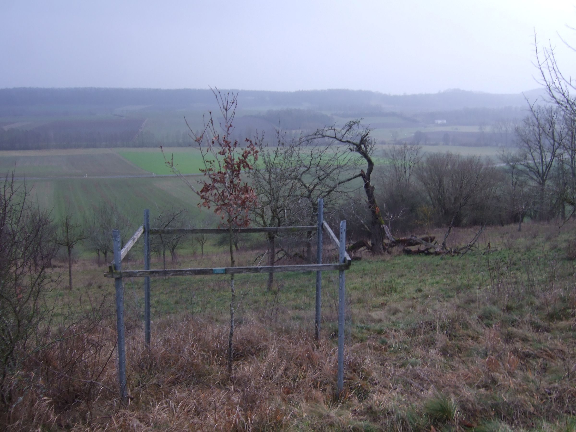 Junge Eiche bei Unternesselbach, Foto: Bruno Täufer Junge Eiche bei Unternesselbach, Foto: Bruno Täufer