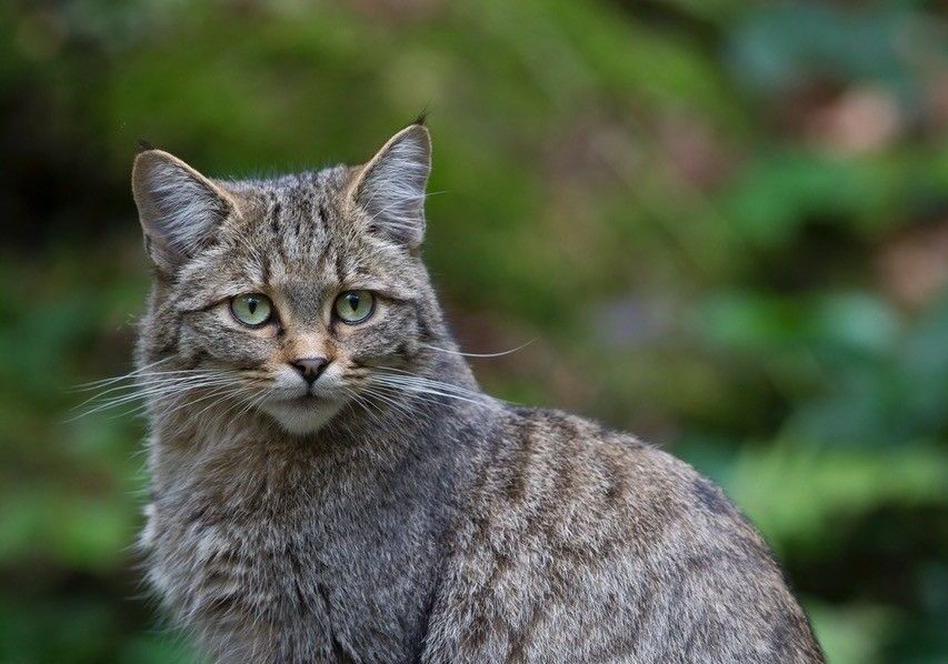 Wildkatze, Foto: Marcus Bosch Wildkatze, Foto: Marcus Bosch