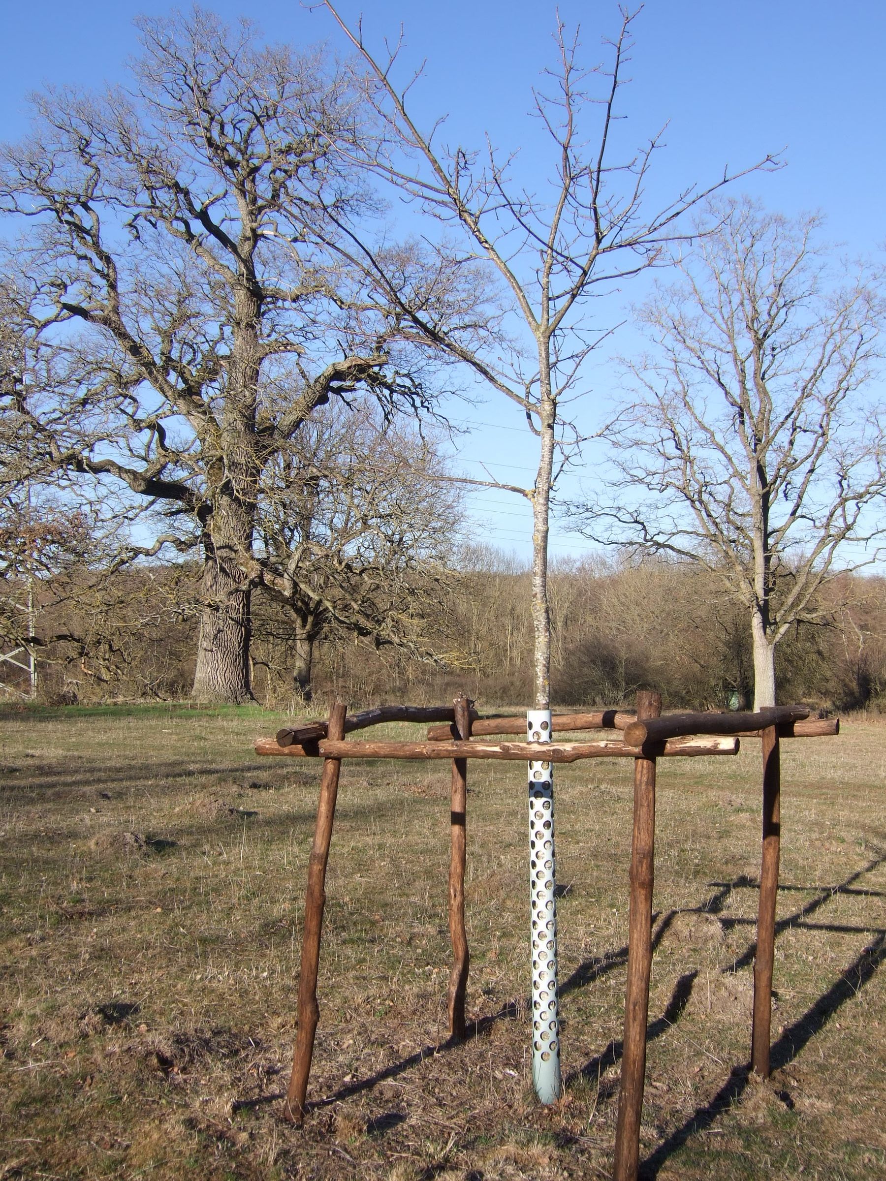 Junge Eiche bei Sontheim, Foto: Bruno Täufer Junge Eiche bei Sontheim, Foto: Bruno Täufer