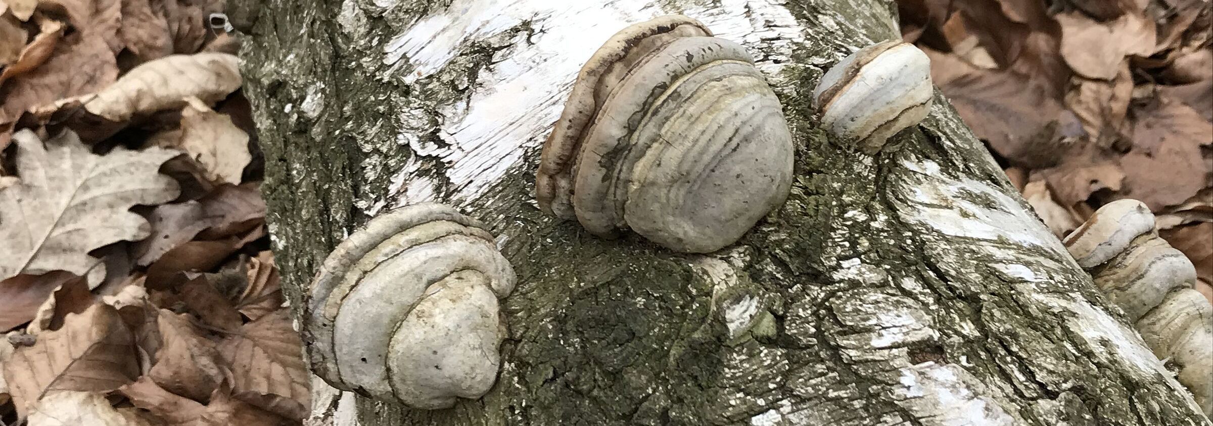 Zunderschwamm, Foto: Waltraud Rohr