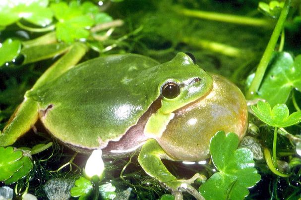 Laubfrosch, Foto: Ulrich Meßlinger