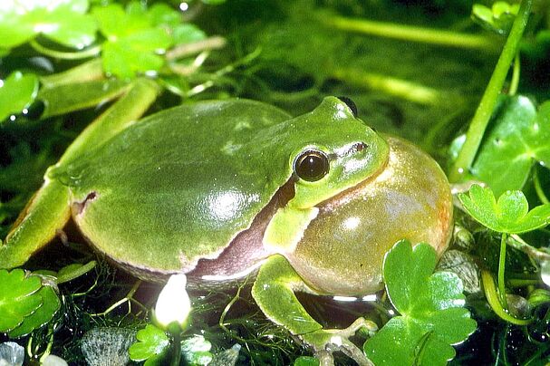 Laubfrosch, Foto: Ulrich Meßlinger