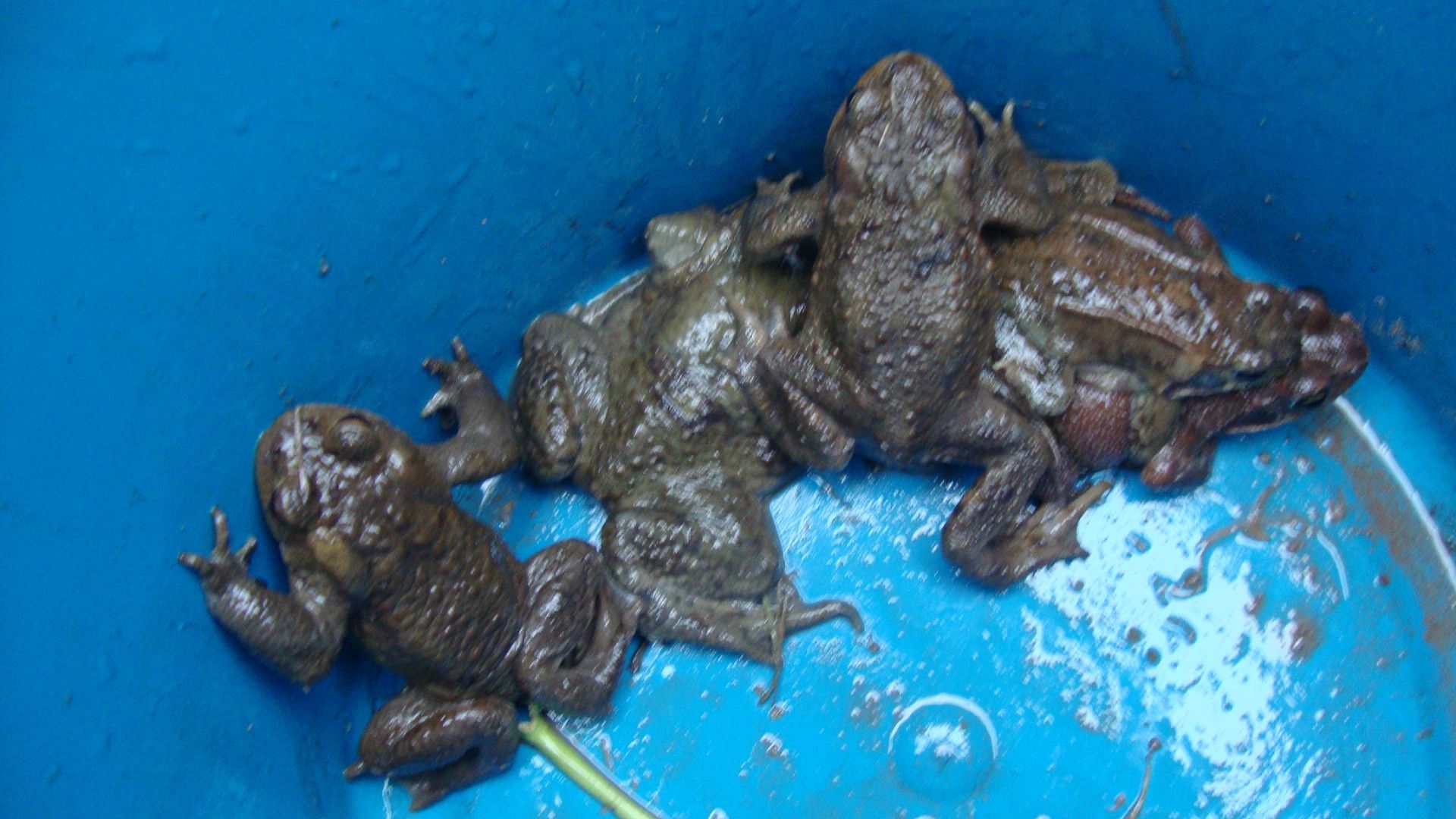 Fangeimer mit Erdkröten und Grasfröschen, Foto: Karin Eigenthaler Fangeimer mit Erdkröten und Grasfröschen, Foto: Karin Eigenthaler