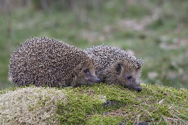 Igel, Foto: Marcus Bosch