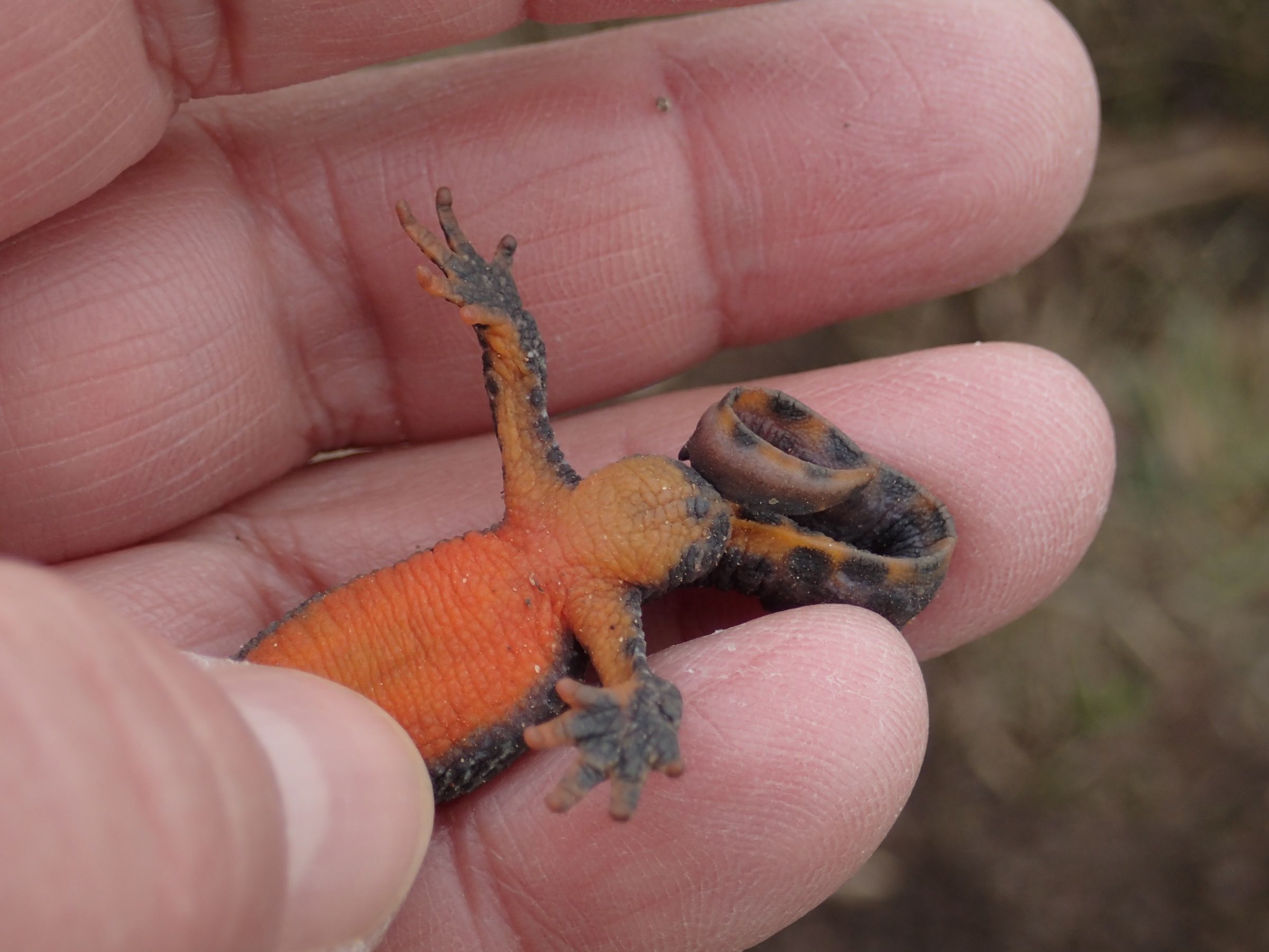 Bergmolch Männchen Unterseite, Foto: Sigrid Baurmann Bergmolch Männchen Unterseite, Foto: Sigrid Baurmann