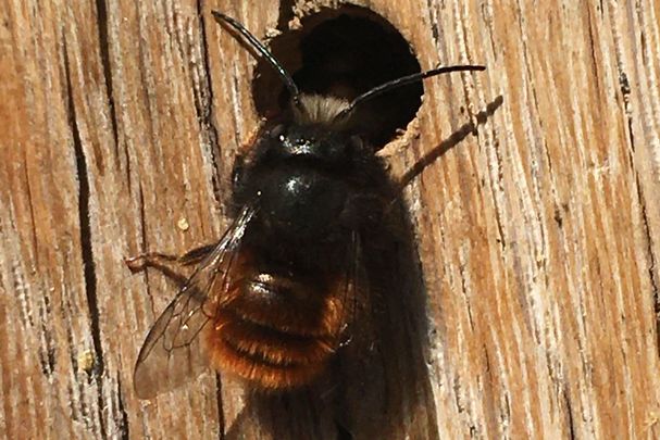 Hummel, Foto: Waltraud Rohr