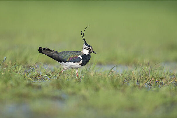 Kiebitz, Foto: Christoph Bosch