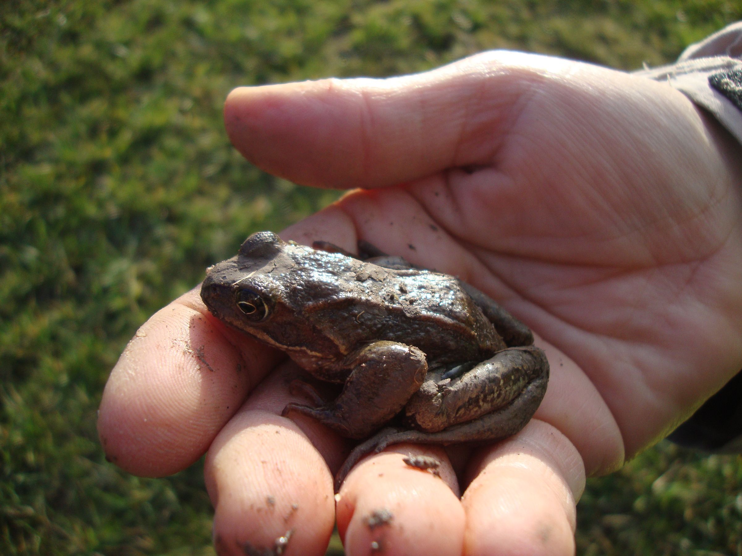 Grasfrosch, Foto: Karin Eigenthaler Grasfrosch, Foto: Karin Eigenthaler