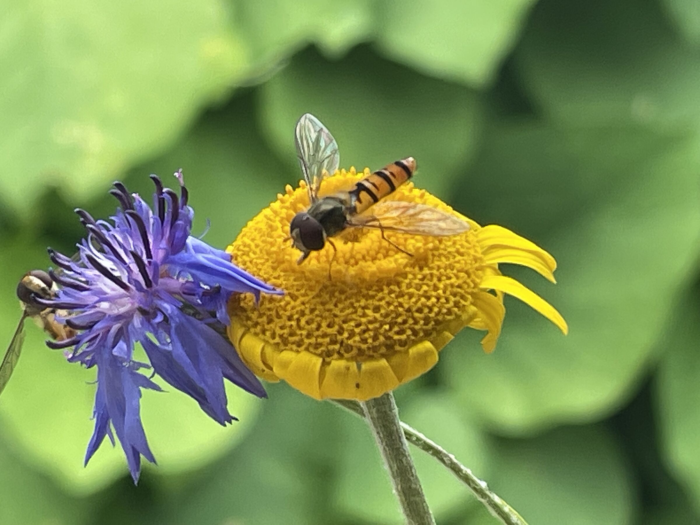 Schwebfliege auf Färberkamille, Foto: Matthias Oberth