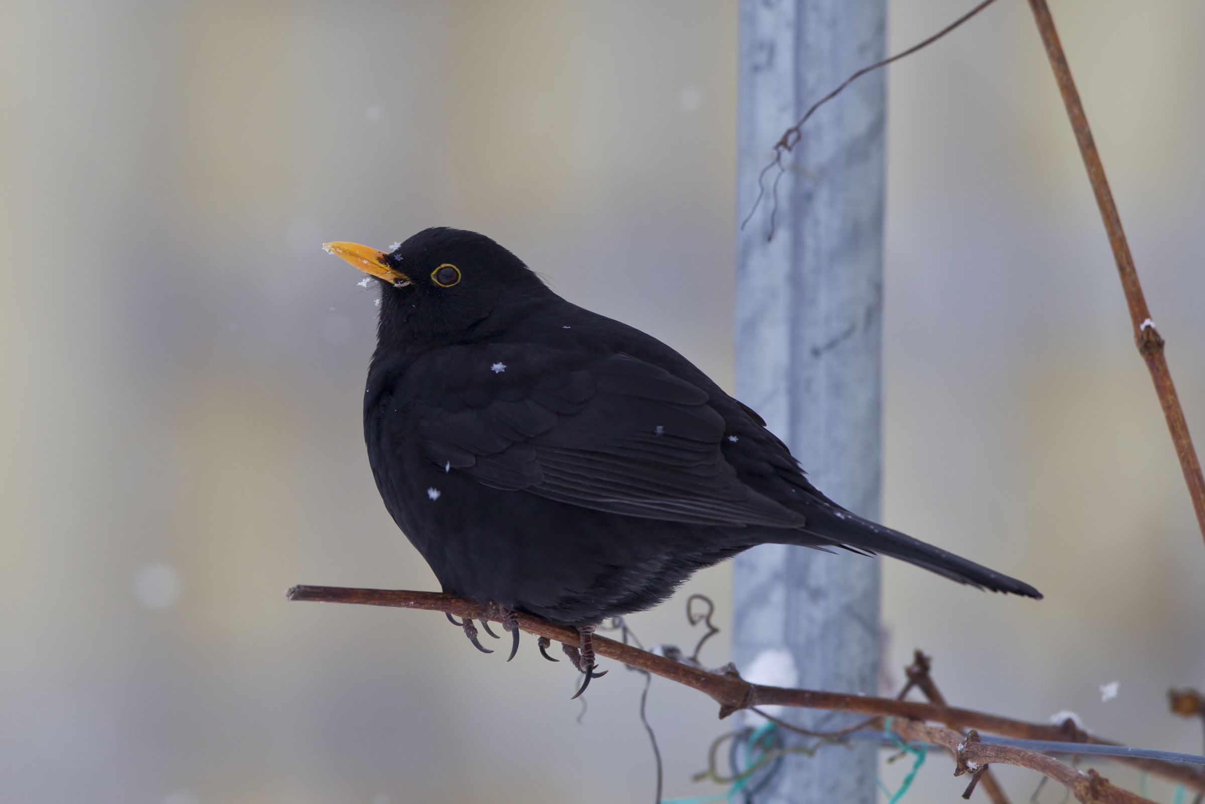 Amsel, Turdus merula, common blackbird Amsel, Foto: Marcus Bosch