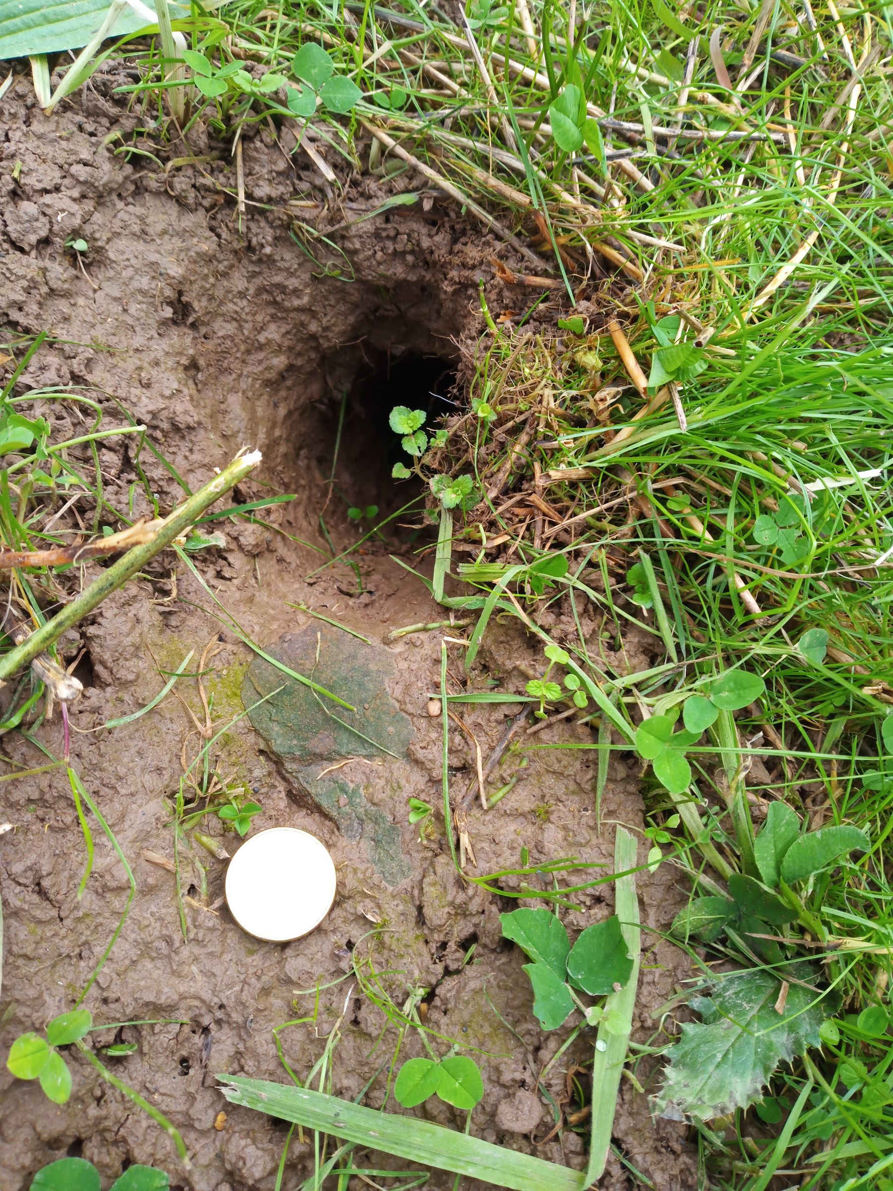 Fallröhre eines Feldhamster, im Vergleich dazu eine 50Cent-Münze. 