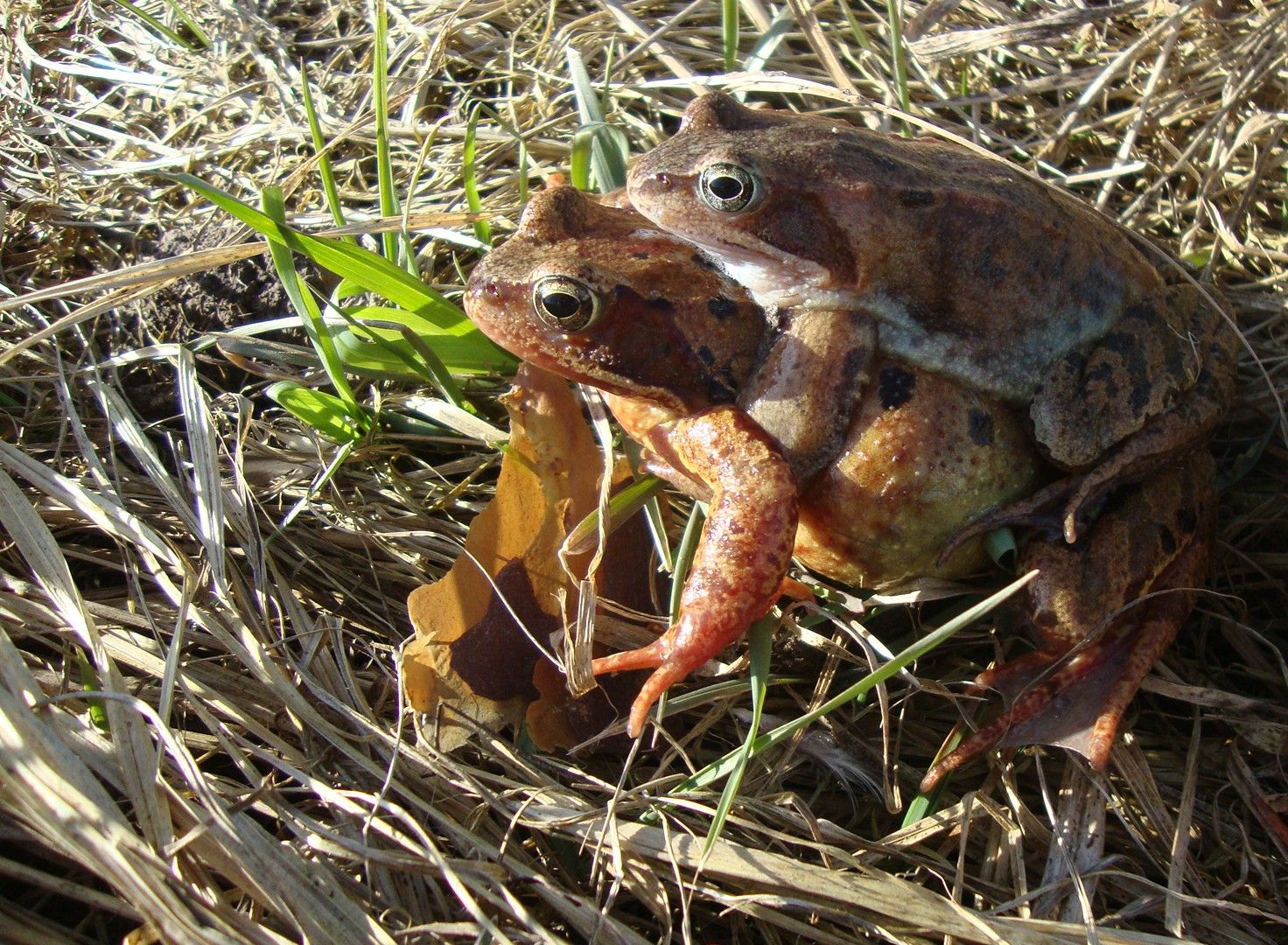 Grasfroschpärchen, Foto: BN KG NEA/BW