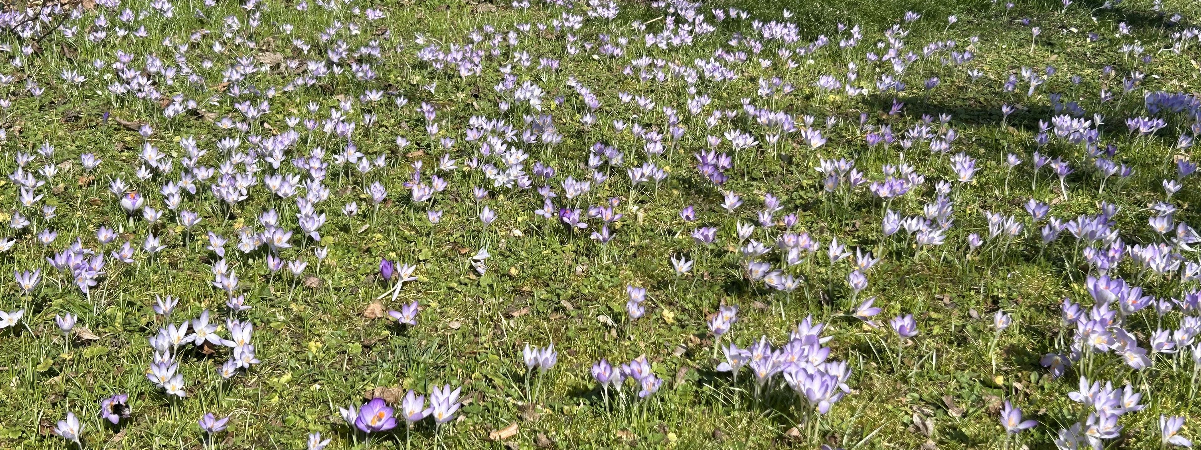 Frühlingswiese, Foto: Matthias Oberth