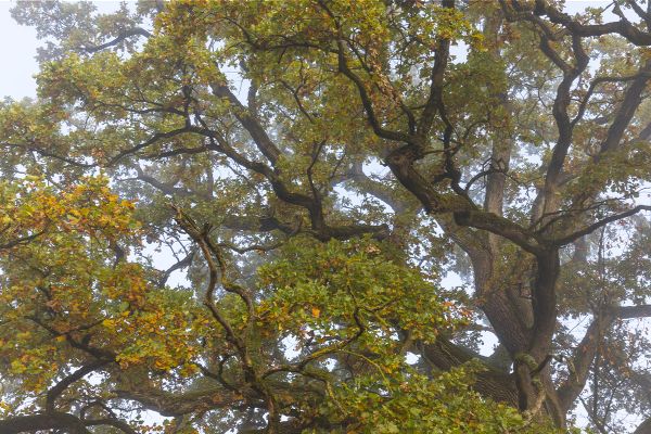 Alte Eiche, old oak Blick in die Krone einer alten Eiche, Foto Marcus Bosch