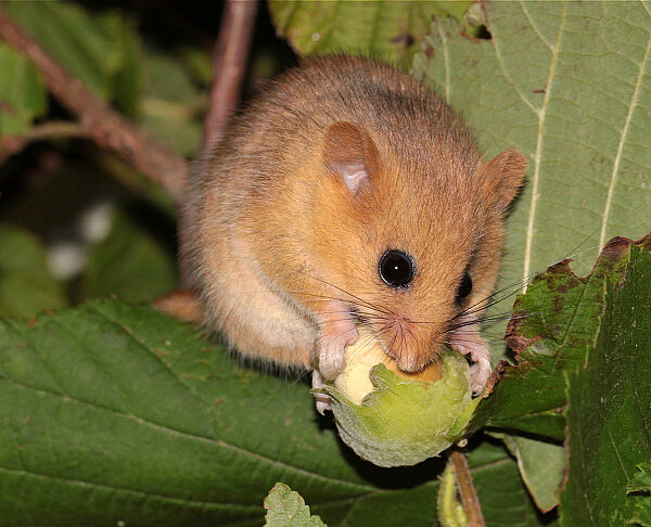 Haselmaus mit Haselnuss, Foto: Sven Büchner