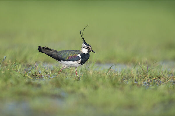 Kiebitz, Foto: Christoph Bosch