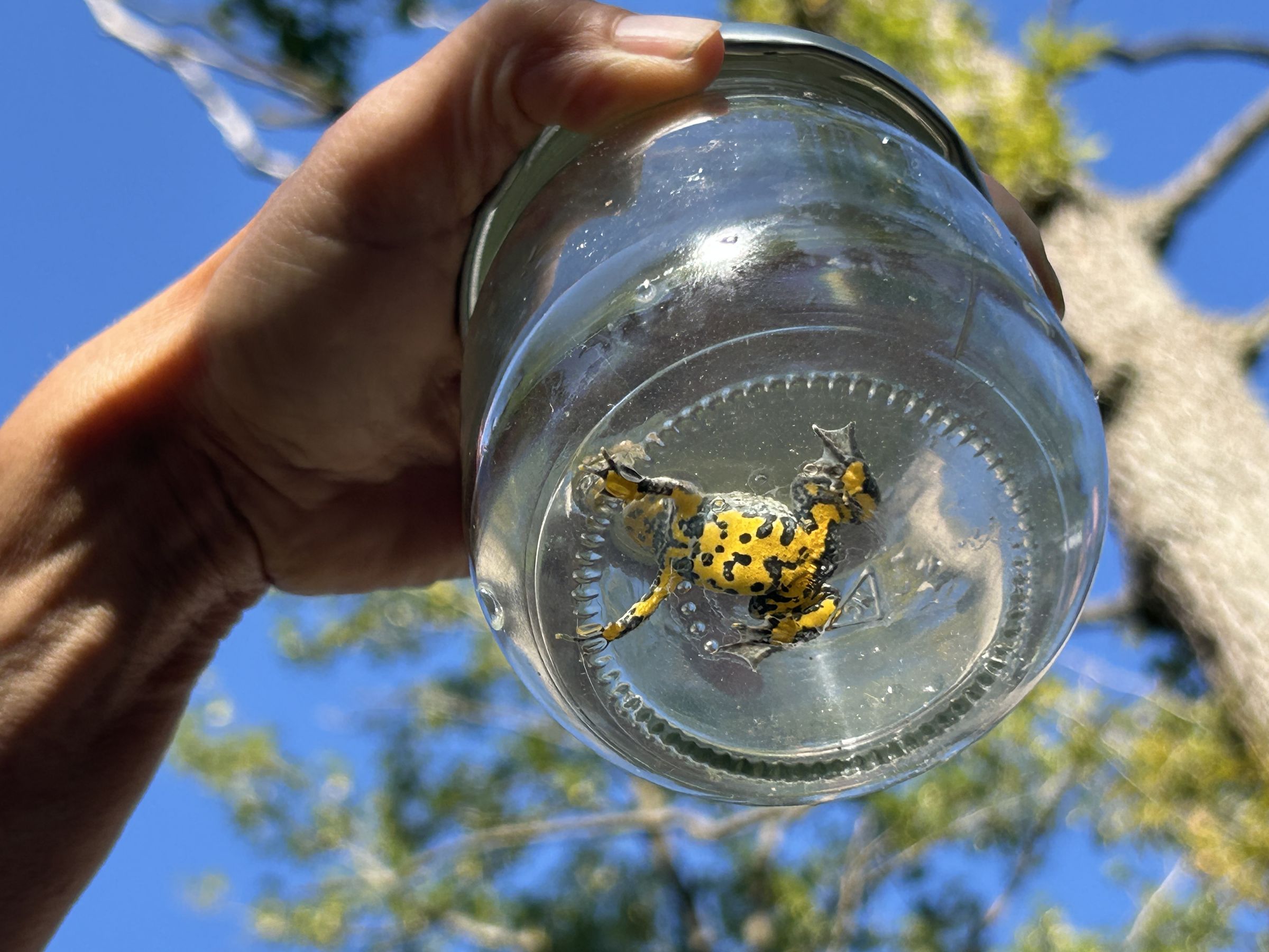 Der charakteristisch gemusterte Bauch der Gelbbauchunke, Foto: Matthias Oberth 