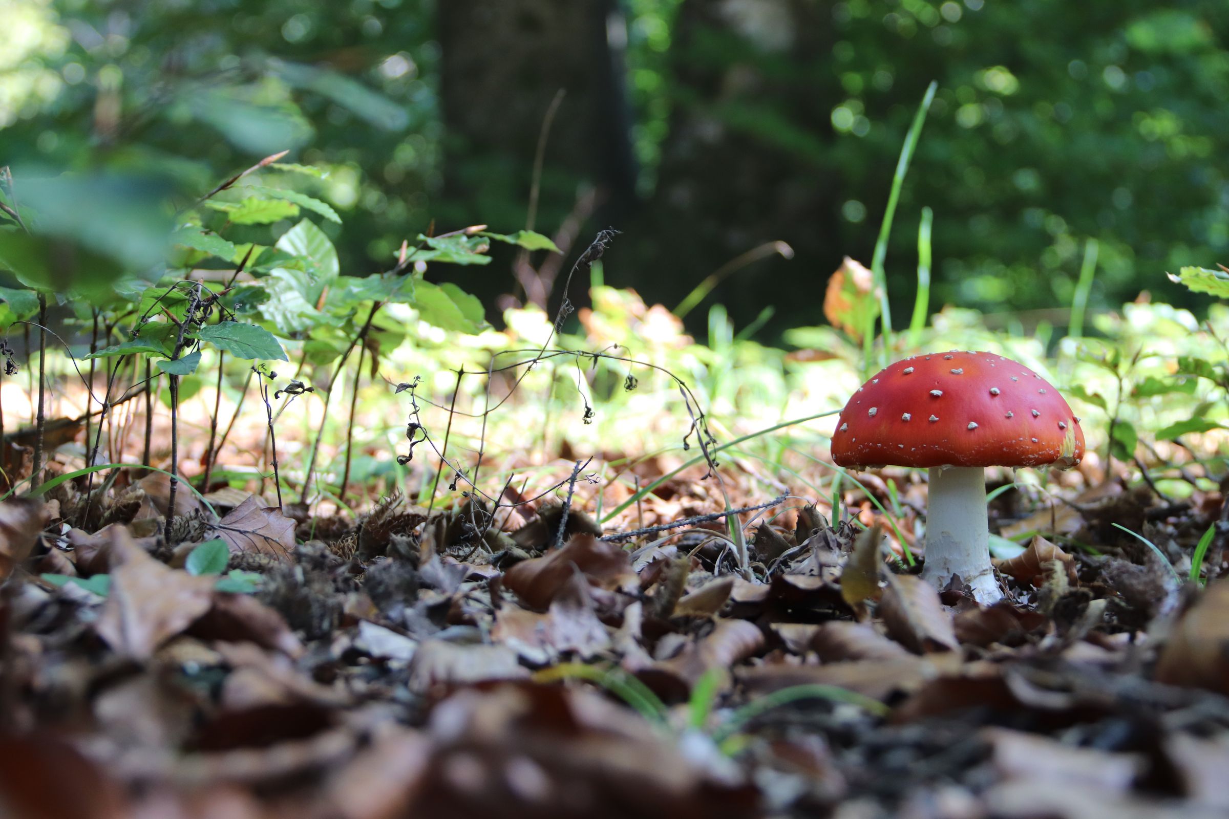 Fliegenpilz, Foto: Sonja Kreil