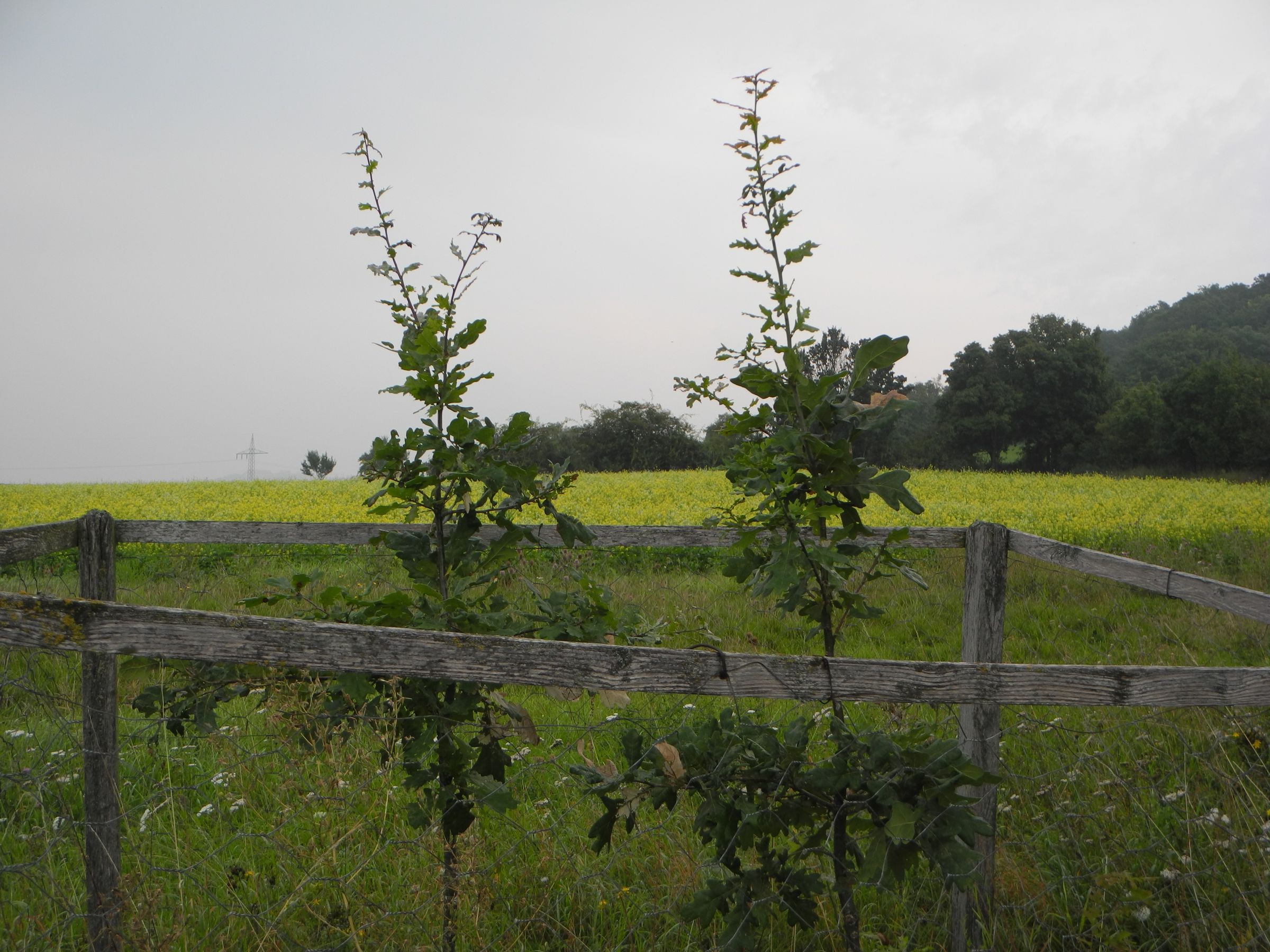 Junge Eichen bei Lenkersheim, Foto: Bruno Täufer