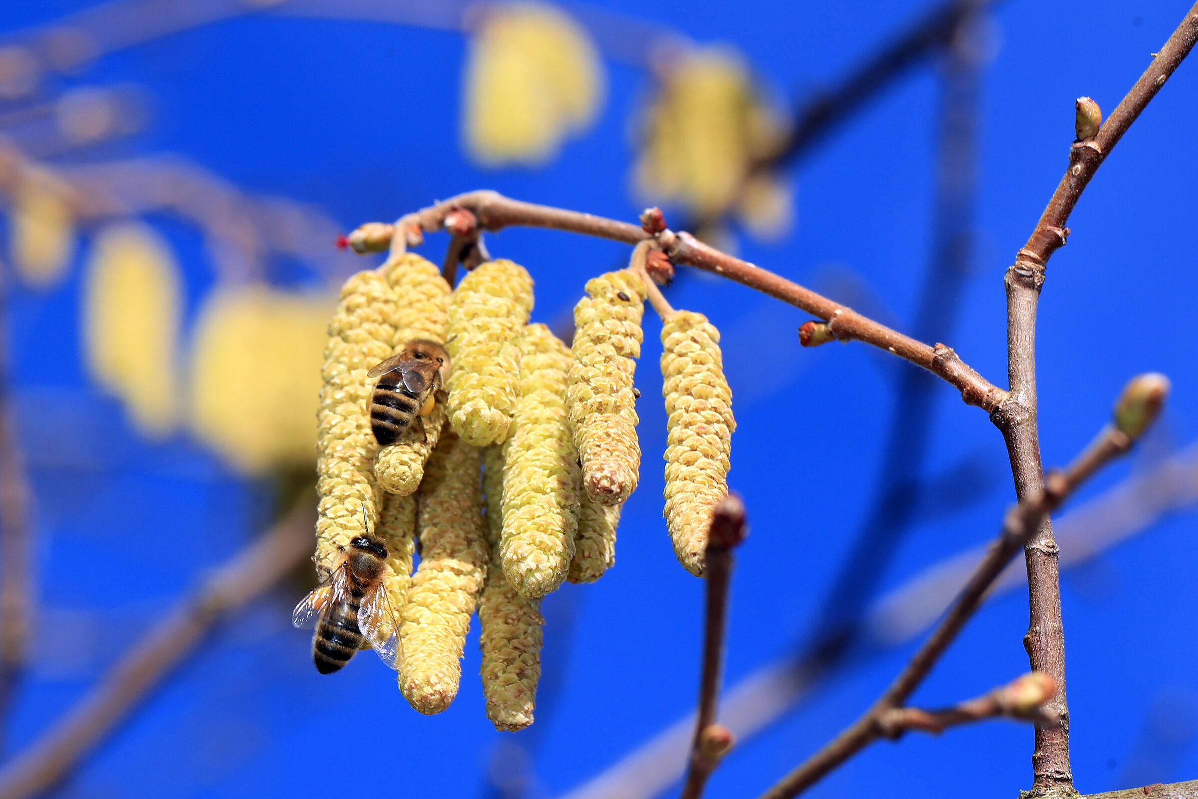 Haselnuss mit Honigbiene, Foto: Johannes Selmansberger