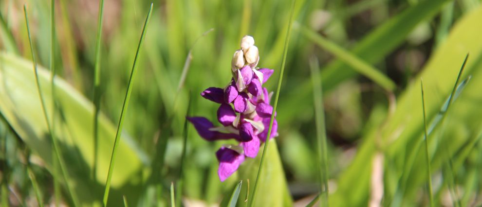 Knabenkraut, Foto: Waltraud Rohr