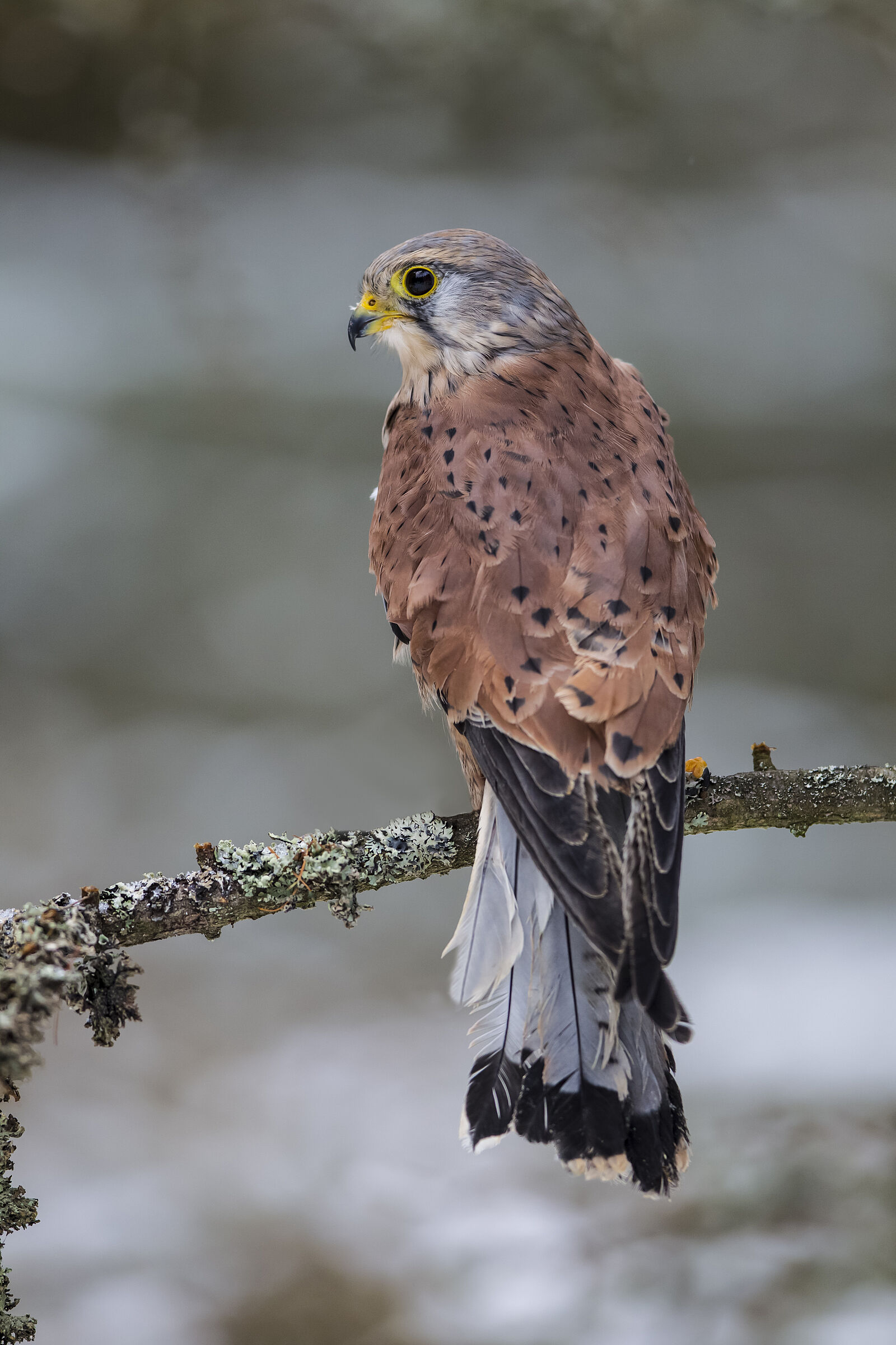 Turmfalke Männchen, Foto: Markus Bosch