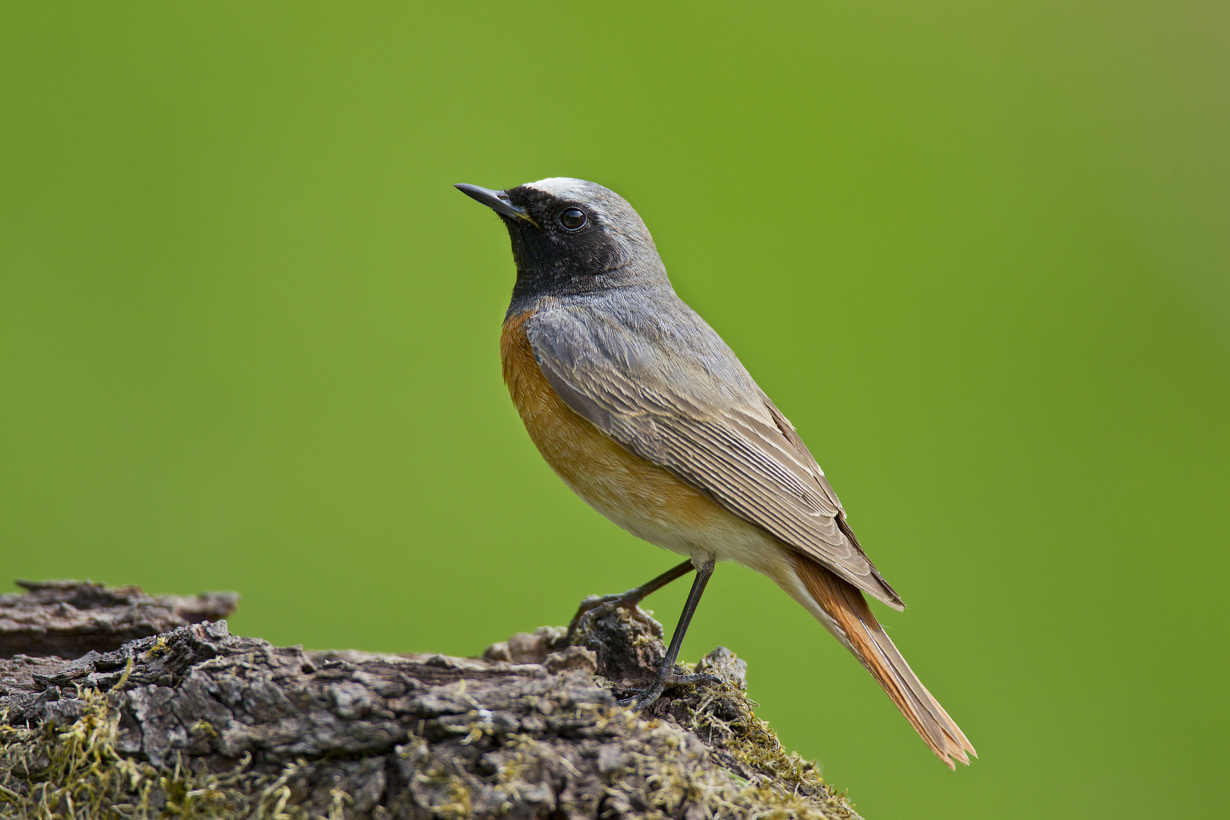 Gartenrotschwanz, Foto: Markus Bosch