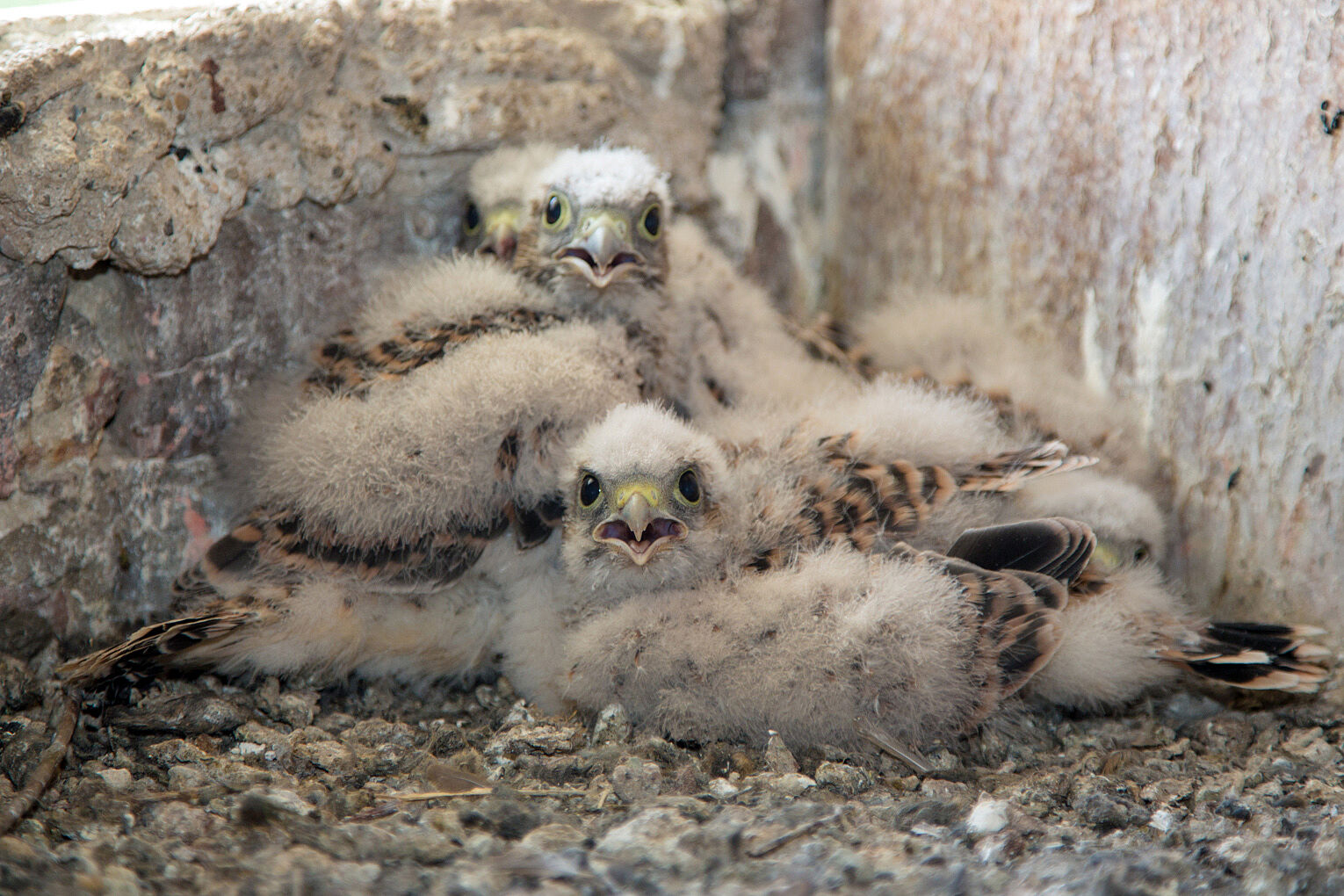 junge Turmfalken im Nest, Foto: Johannes Selmansberger 