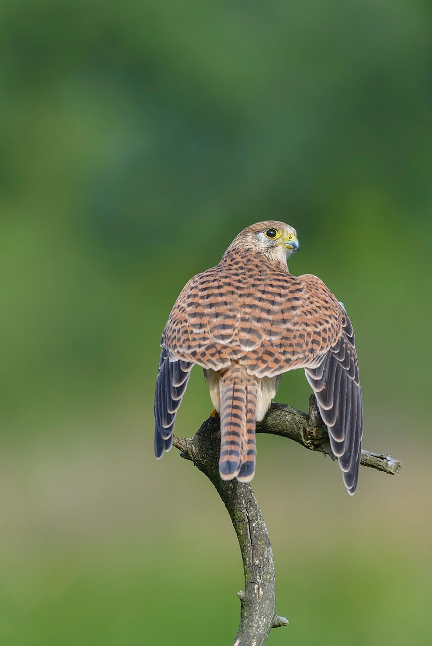 Turmfalke Weibchen, Foto: Christoph Bosch