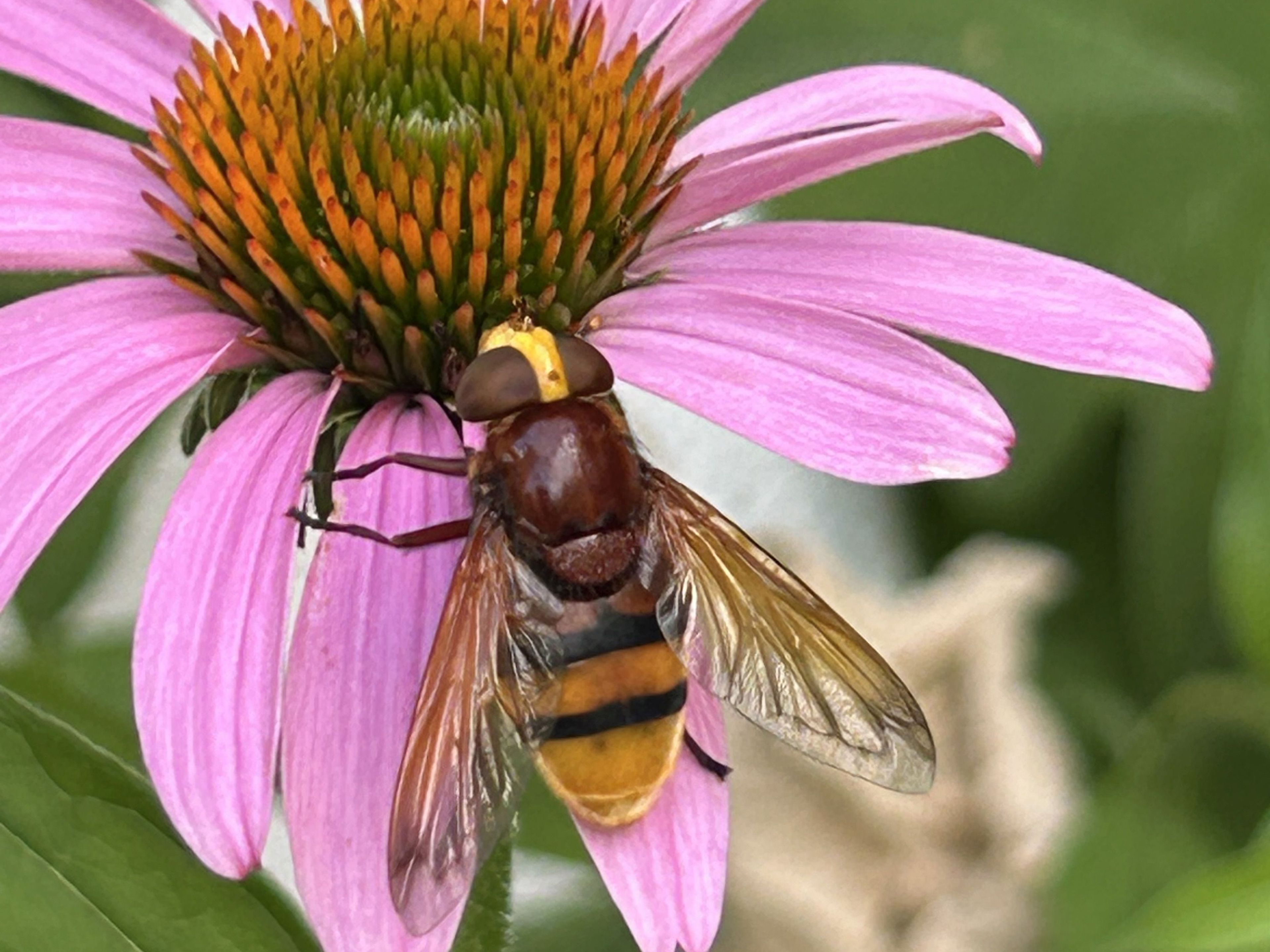 Hornissenschwebfliege, Foto: Walla Rohr Hornissenschwebfliege, Foto: Walla Rohr