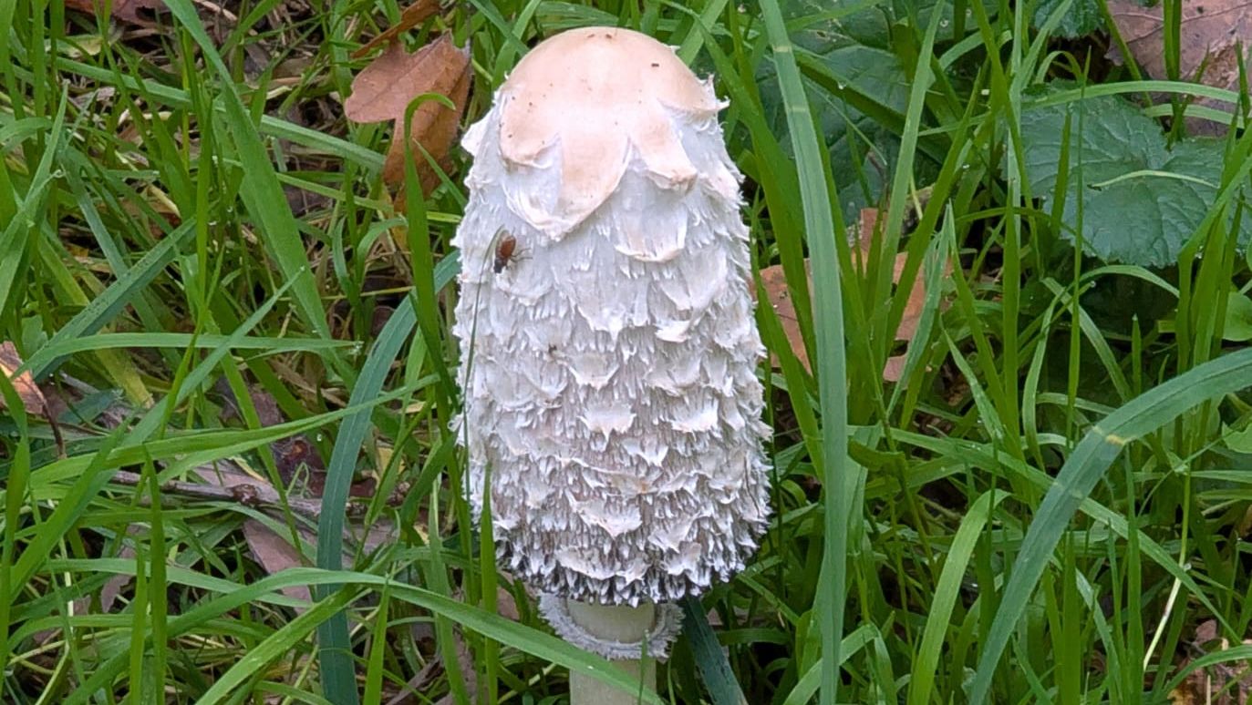 Schopftintling, Foto: Waltraud Rohr