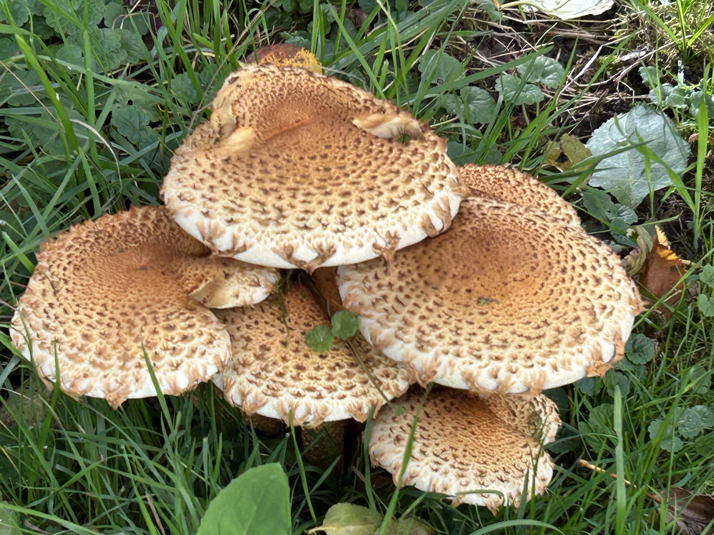 Sparriger Schüppling, Foto: Waltraud Rohr