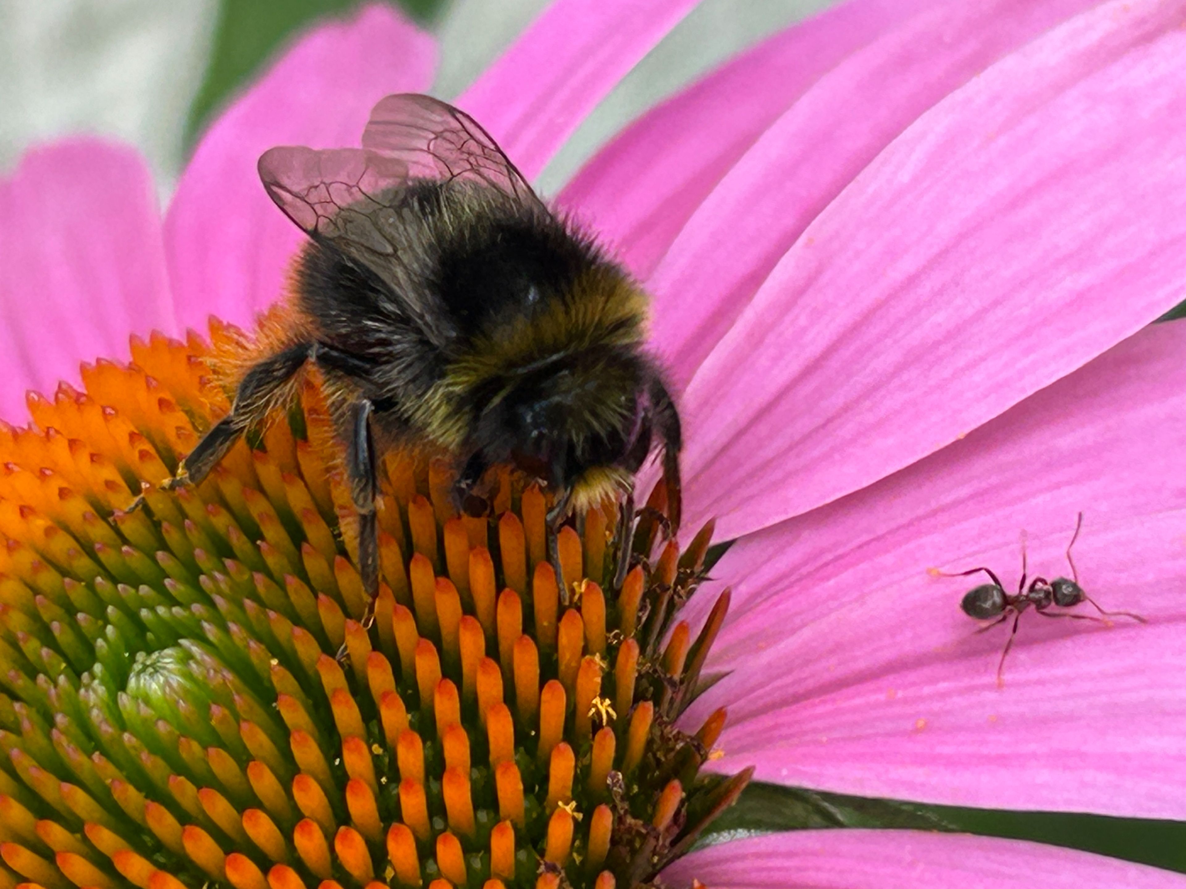 Steinhummel, Foto: Walla Rohr Steinhummel, Foto: Walla Rohr
