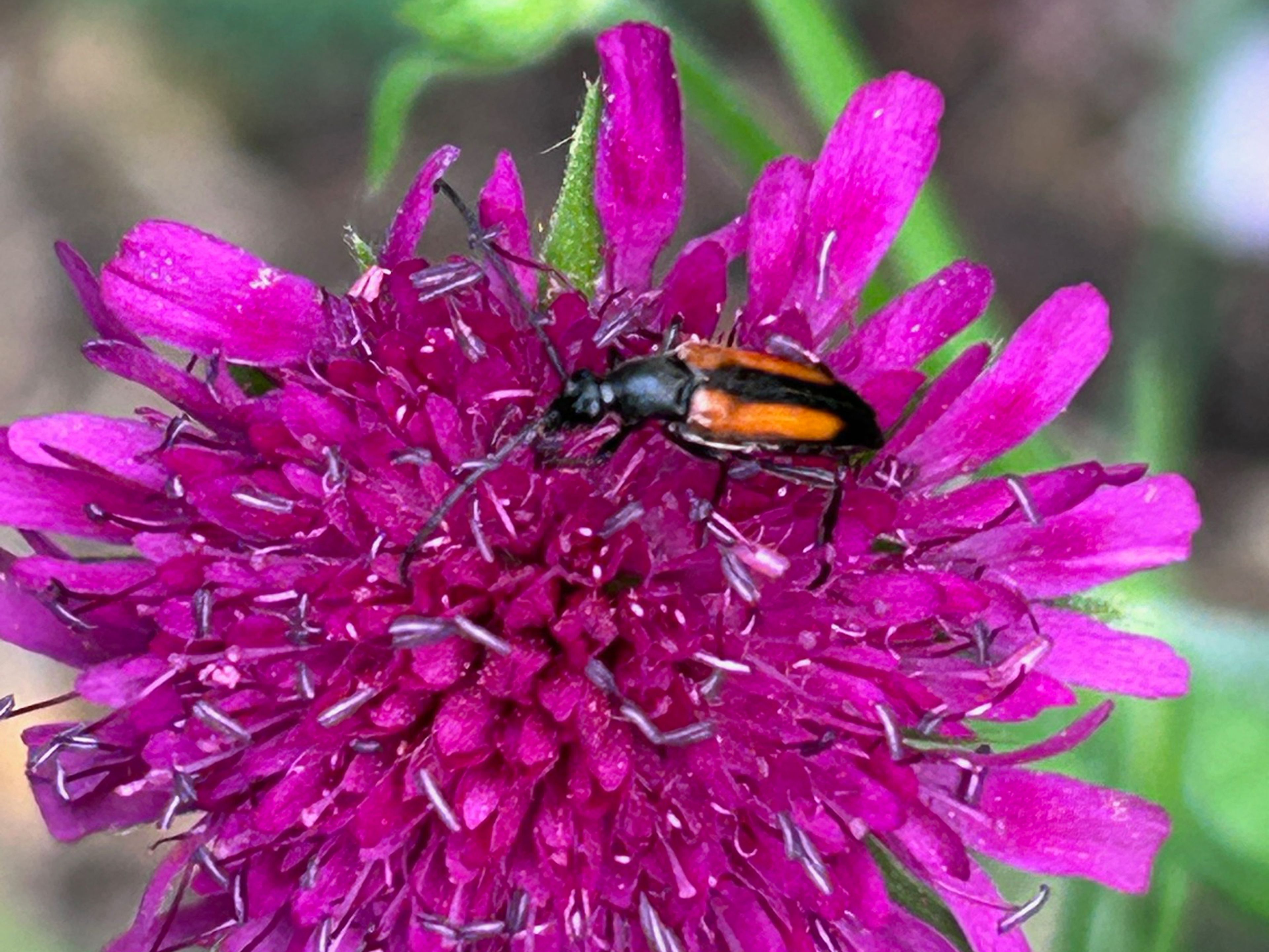 Kleiner Schmalbock, Foto: Walla Rohr Kleiner Schmalbock, Foto: Walla Rohr