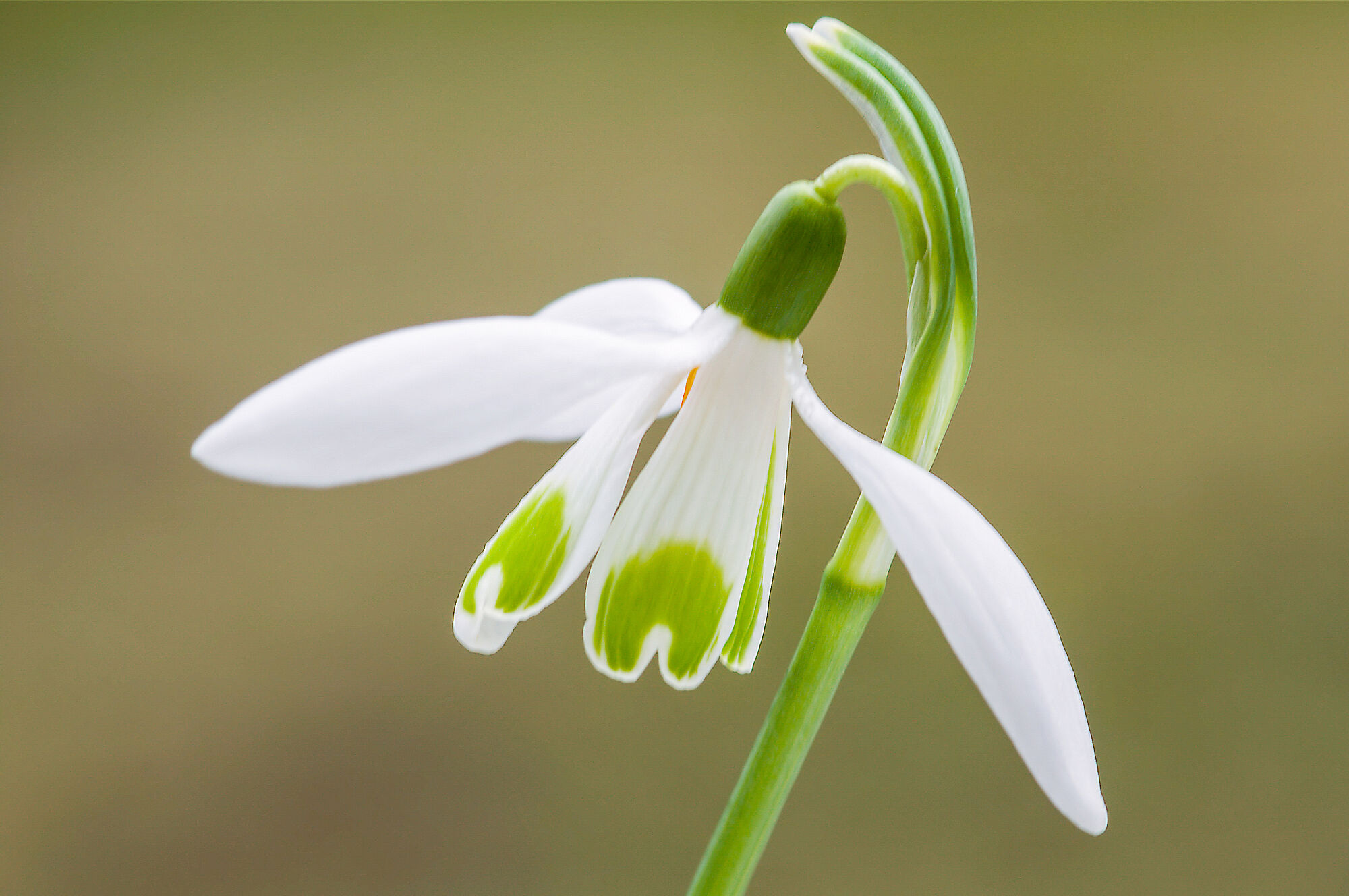 Schneeglöckchen, Foto: Uwe Hammon