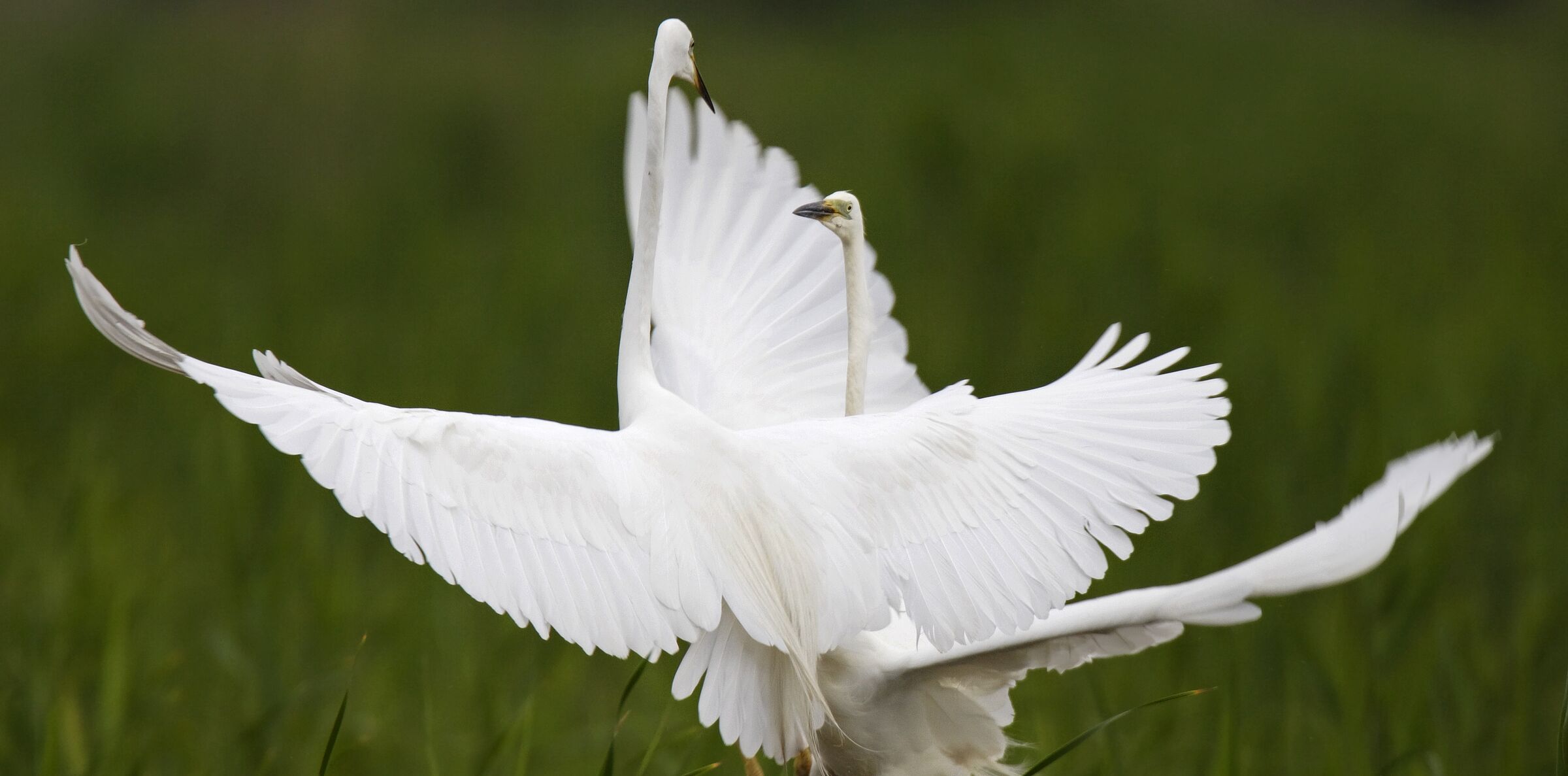 Silberreiher, Ardea alba, Foto: Marcus Bosch